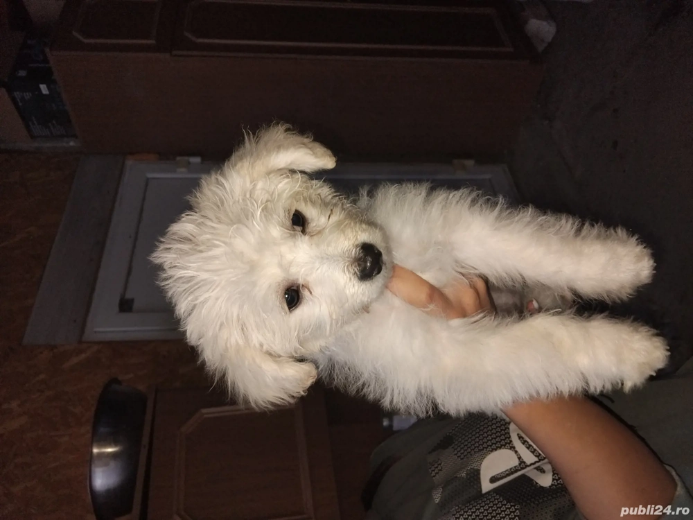 vand bishoni vand bishoni