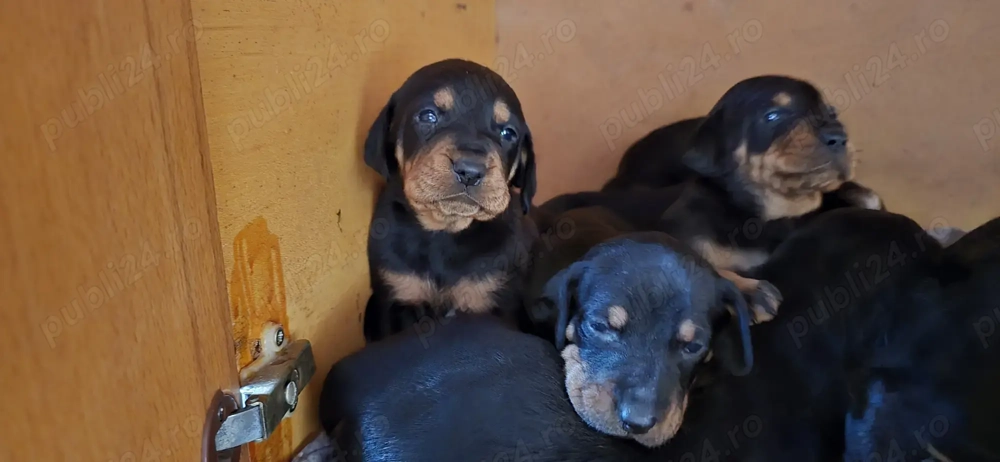 Căteluși Copoi Ardelenesc de vânătoare.