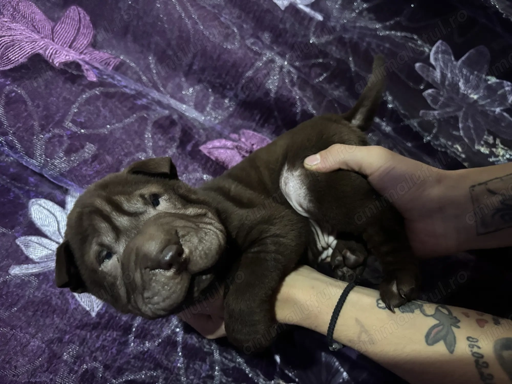 Pui Shar Pei în căutare de familie 2 fetițe și 5 băieței pentru mai multe poze sunați la nr 