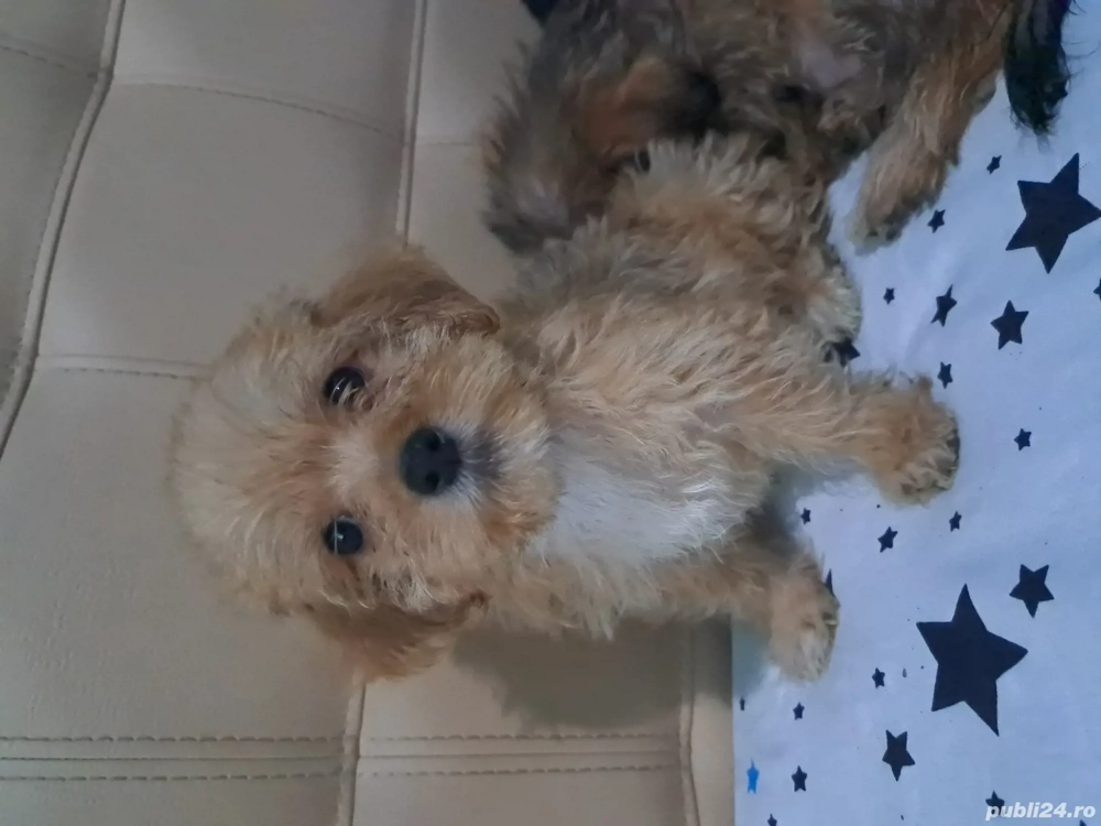 vand catel bichon vand catel bichon