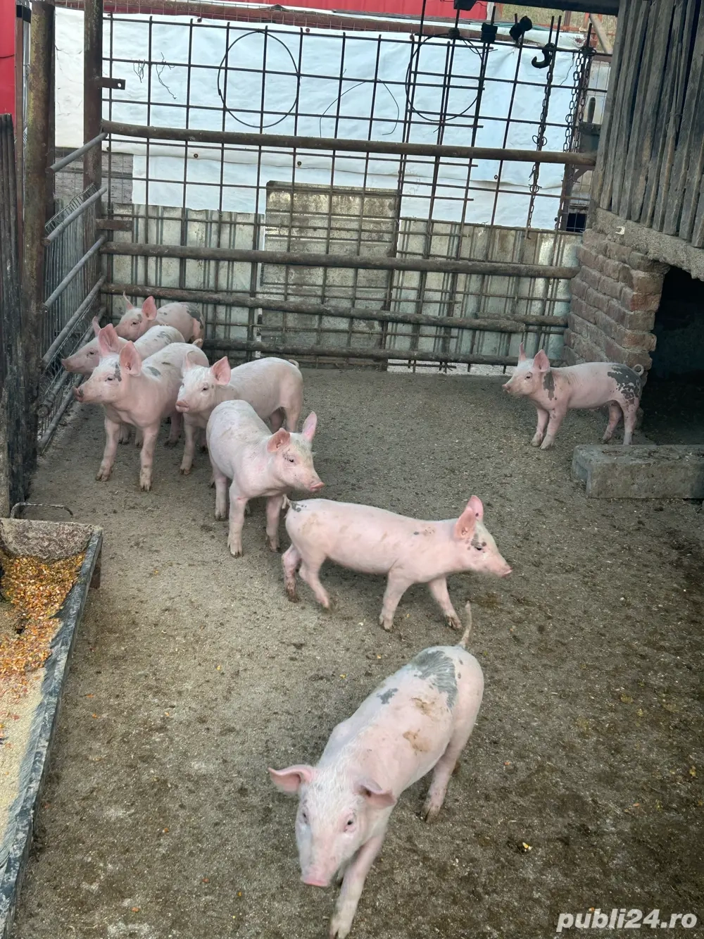 Vand purcei Vand purcei