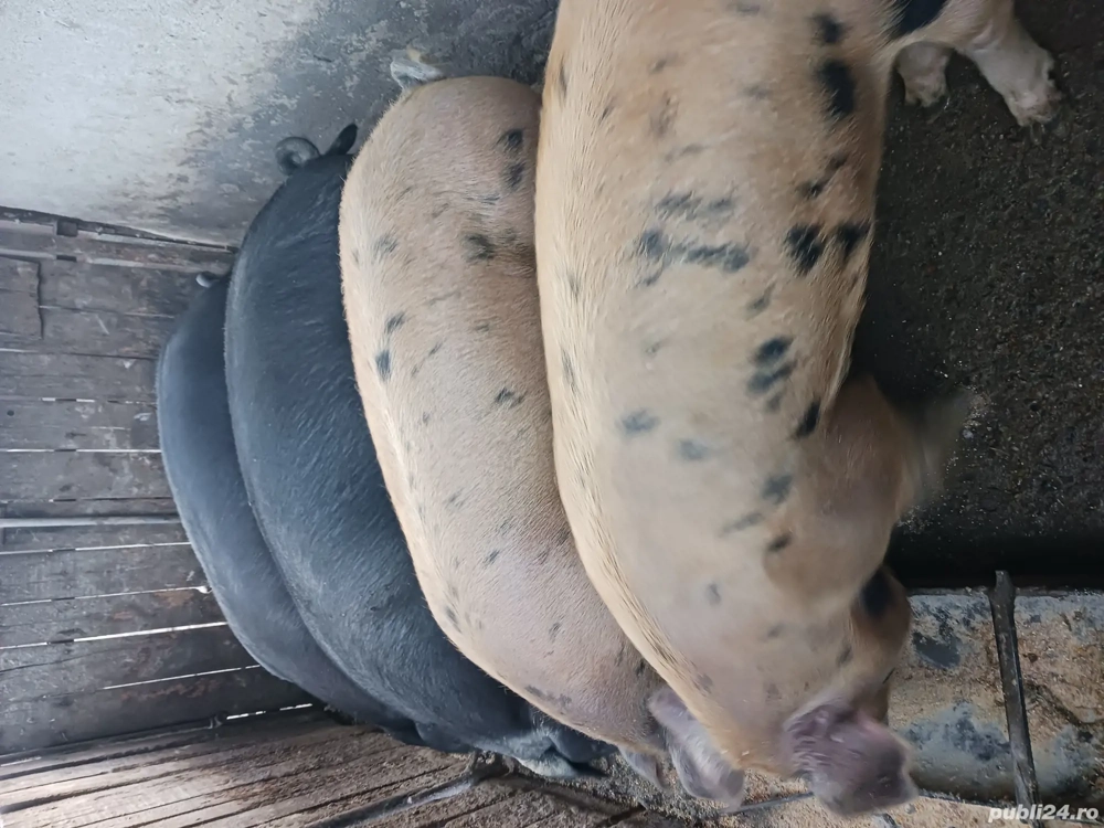 porci pt.craciun porci pt.craciun