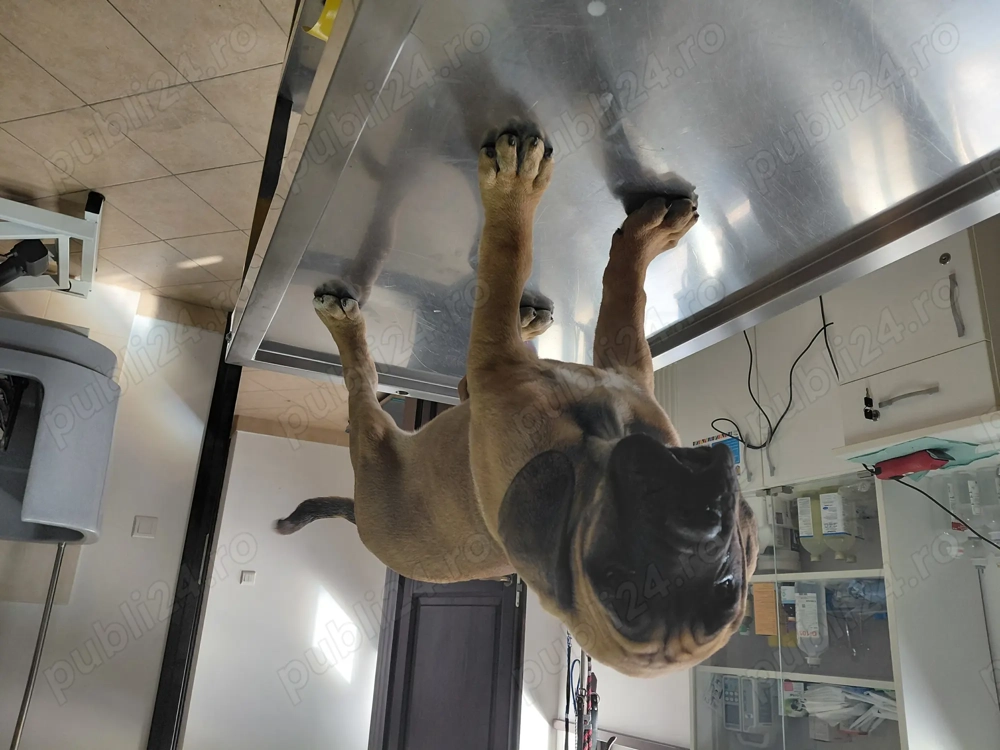 Cane Corso de vanzare