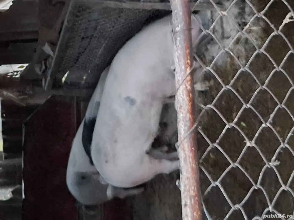 Vănd porcii 160 kg 100 kg pentru mai multe detali sunații la nr de telefon   Vănd porcii 160 kg 100 kg pentru mai multe detali sunații la nr de telefon