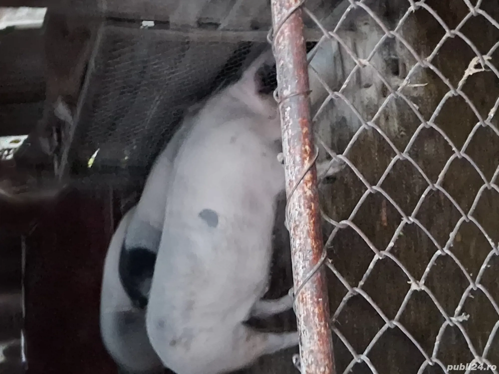 Vand porcii la 100 kg si 160 kg pentru mai multe detali sunati la nr de telefon  