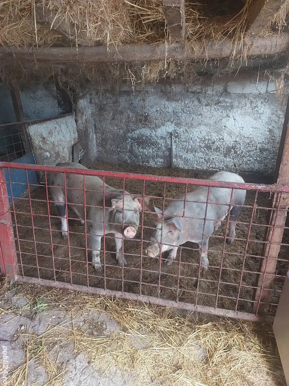 Vand porci si oi Vand porci si oi