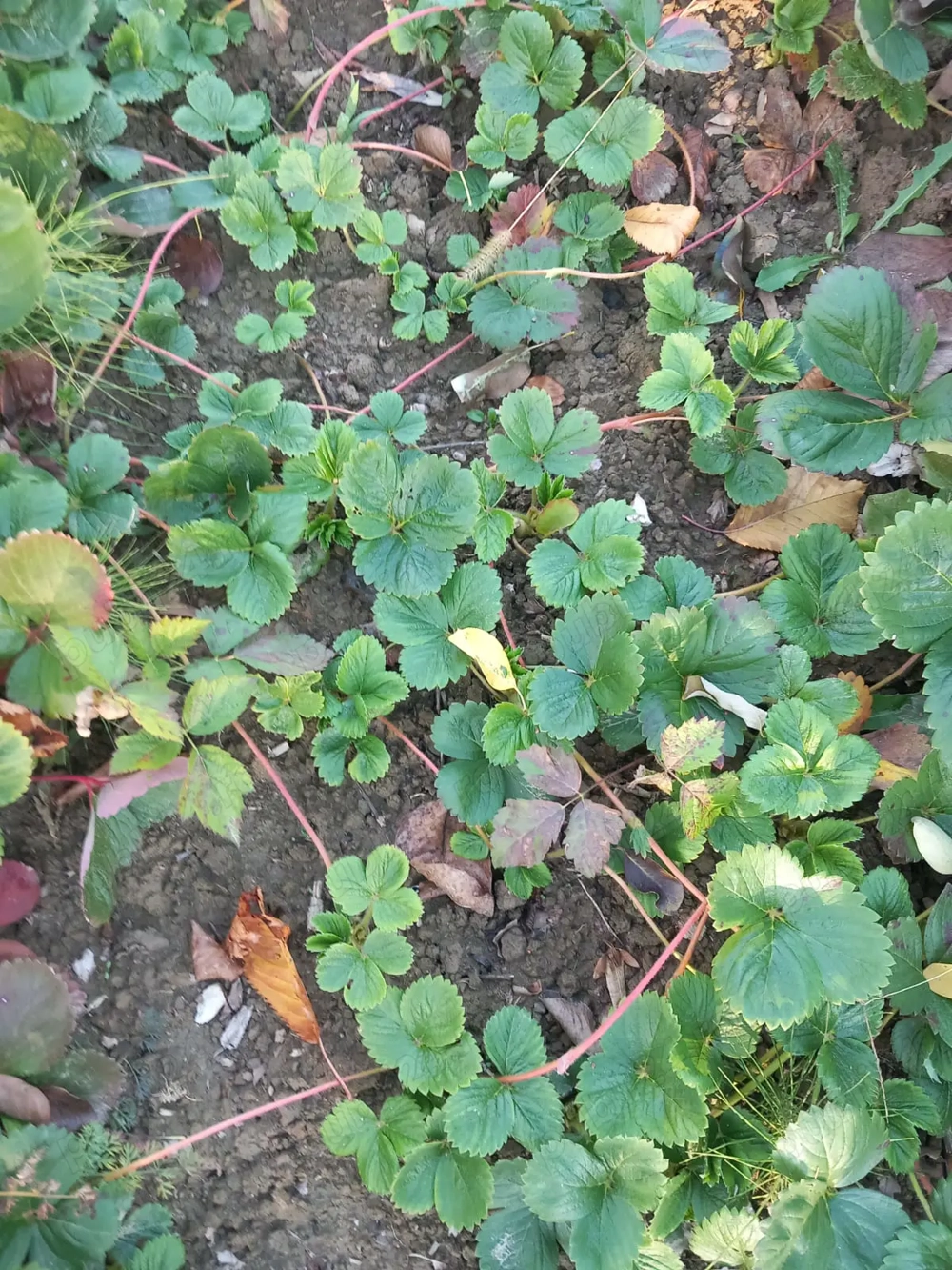 Stoloni de căpșuni Alba 