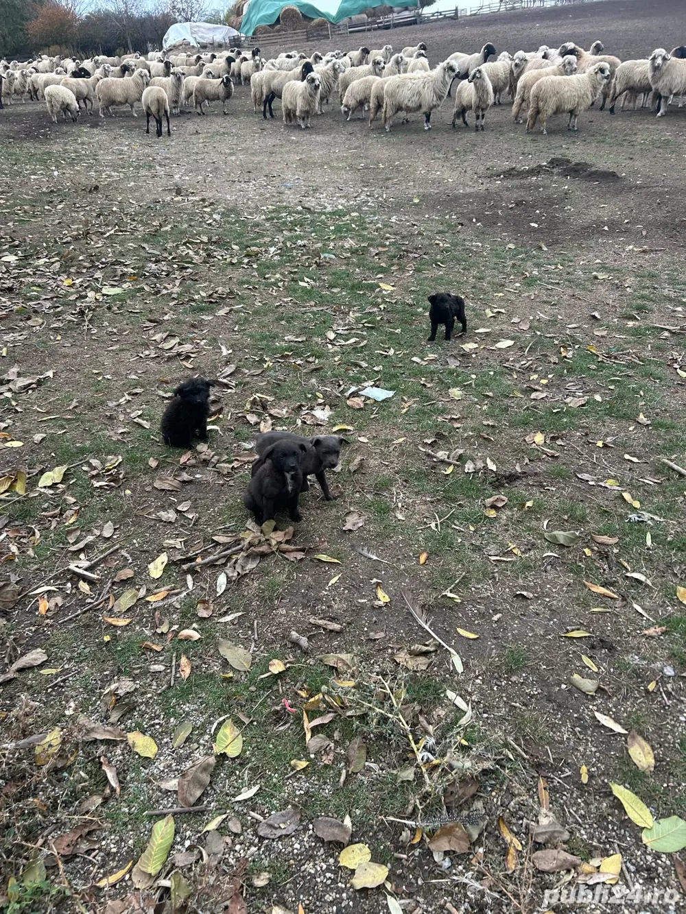 vand catei de intors unguresti  vand catei de intors unguresti