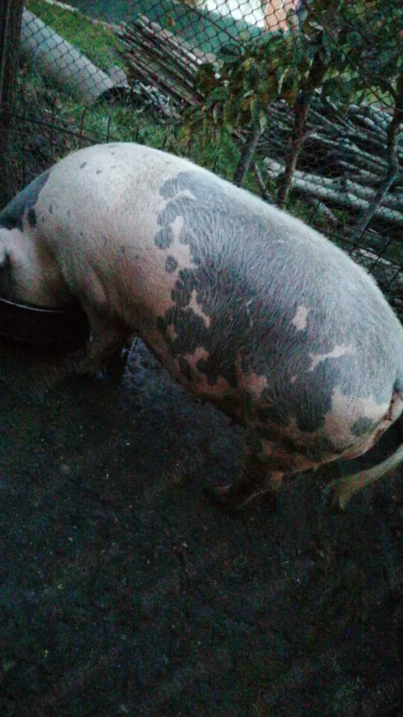 De vânzare scroafa la Cornereva  De vânzare scroafa la Cornereva