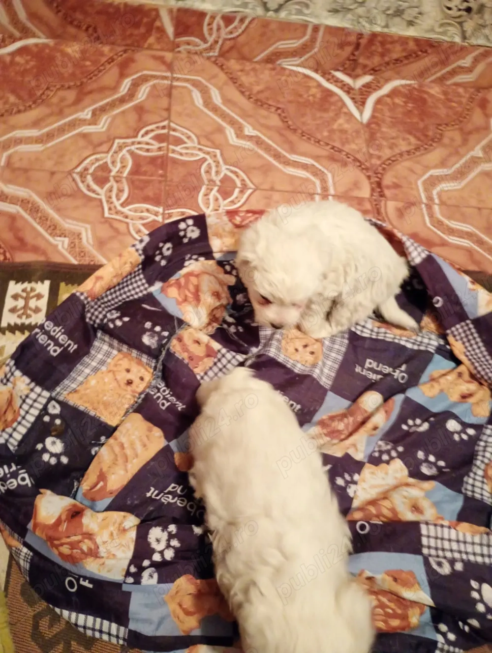 Catei Bison Maltez Catei Bison Maltez