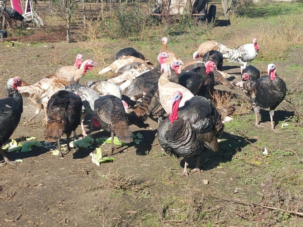 Vand curci și curcani