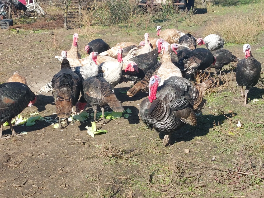 Vand curcani vii sau taiati