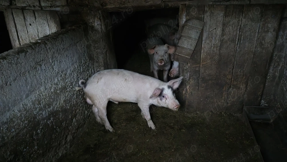 Vând purcei șoldani în INAND - BIHOR