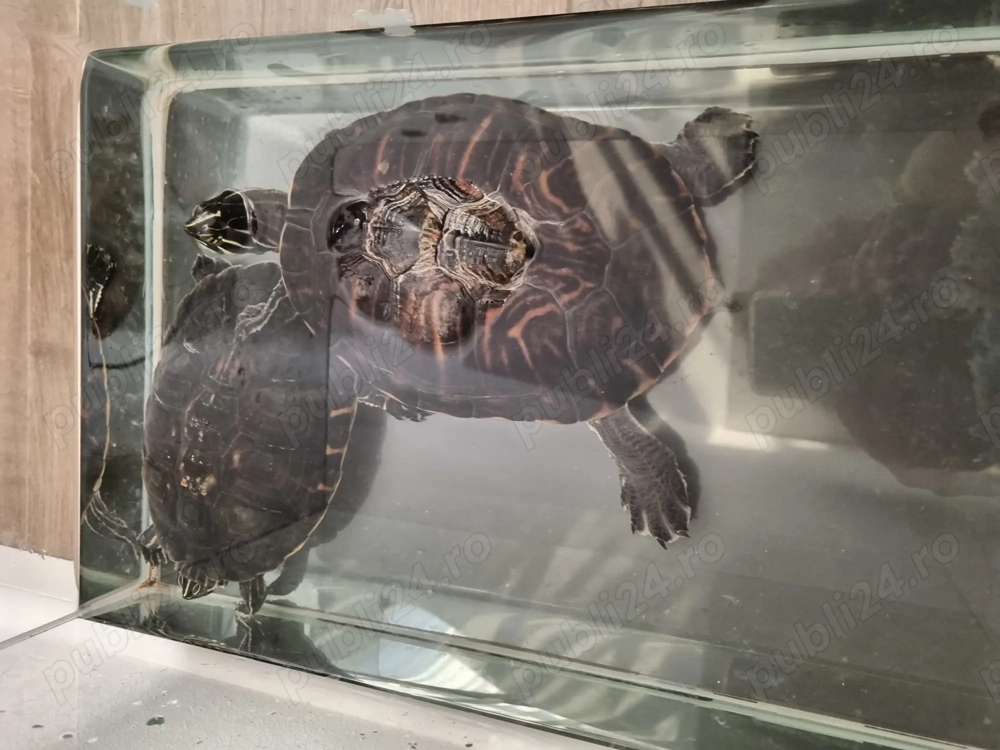 Donez broscute testoase Donez broscute testoase