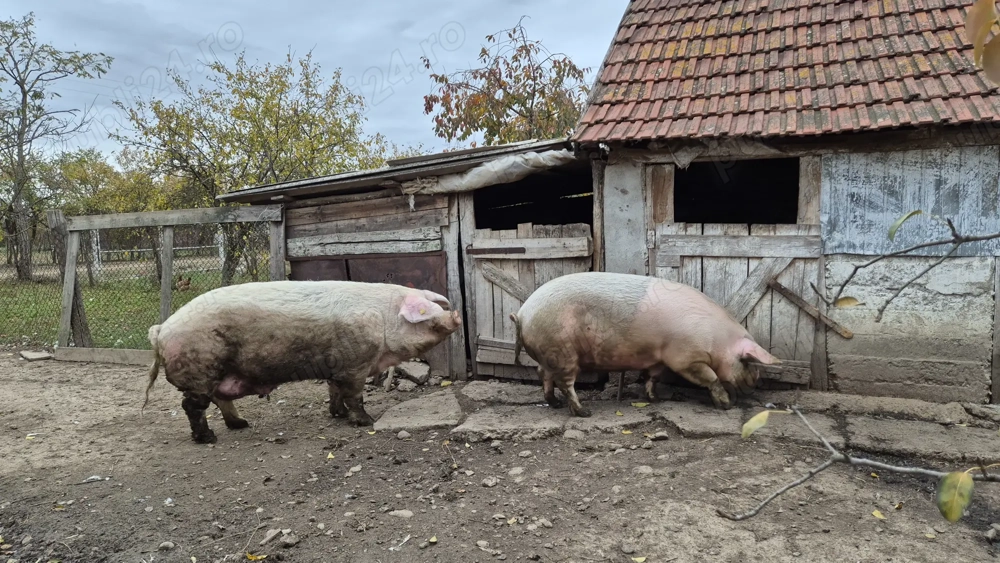 Vând porc și scroafă în INAND - BIHOR