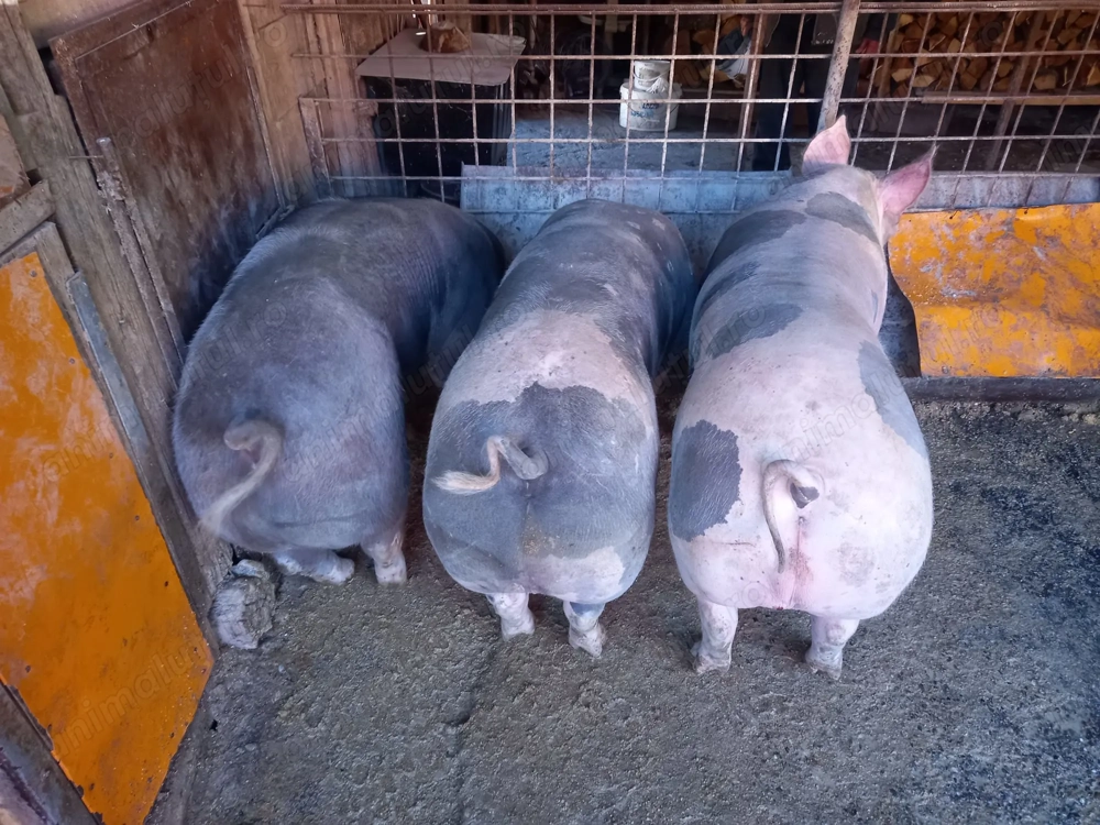 Vând porci de carne