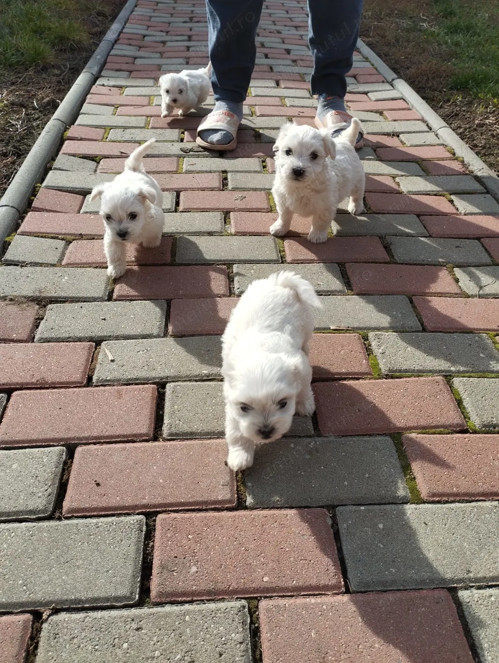 Vând câini  Vând câini