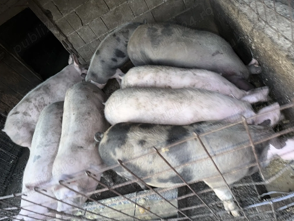 Porci de vanzare pentru taiat