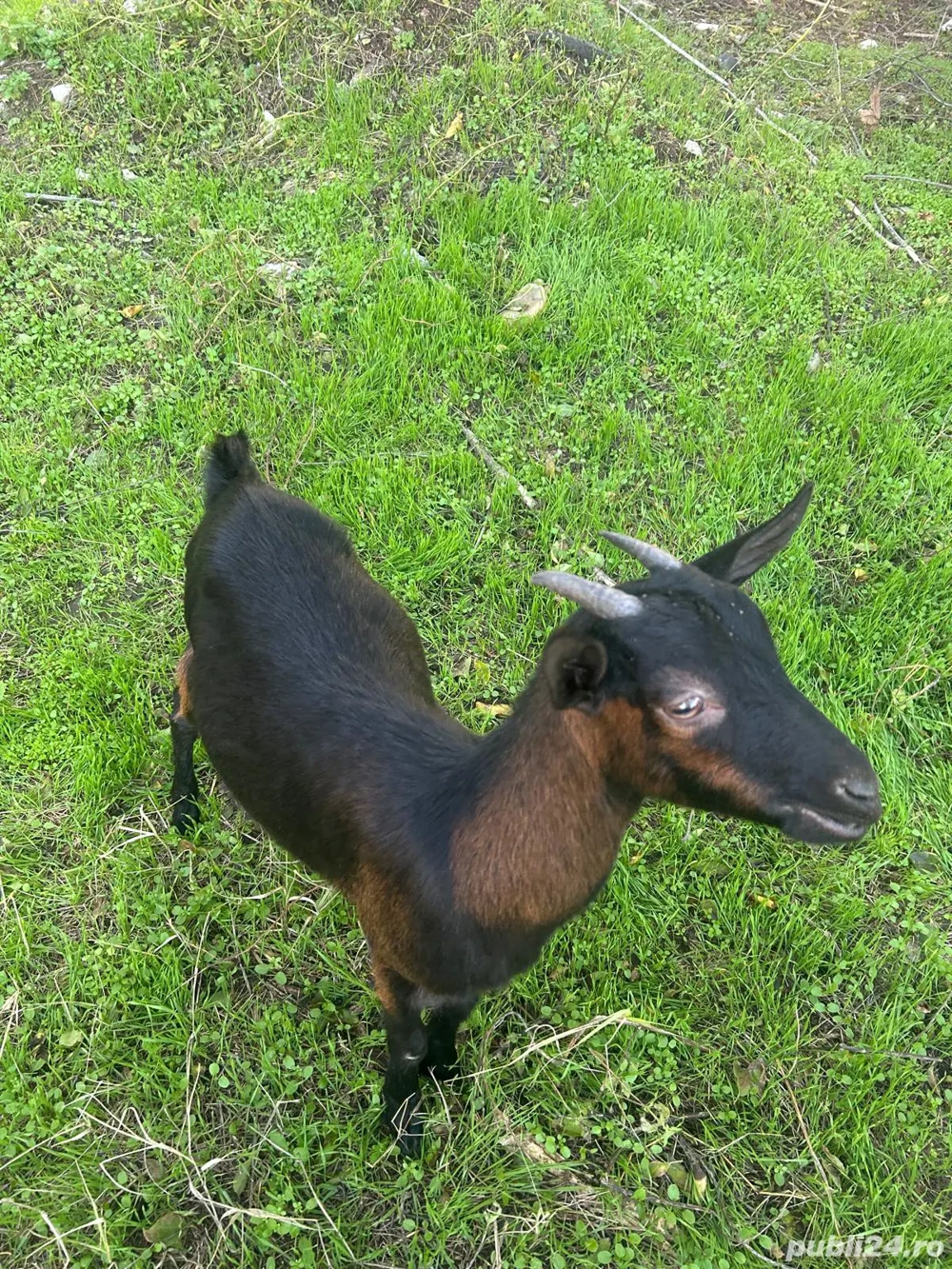 Iezi de rasă Iezi de rasă