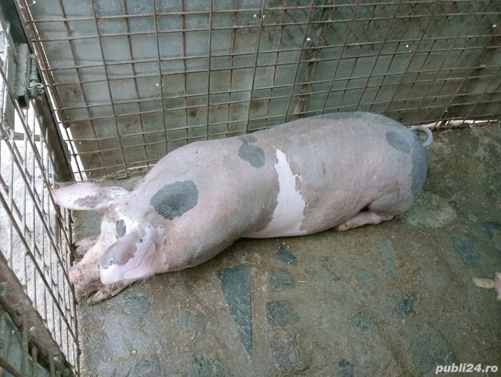 Porc de vinzare 
