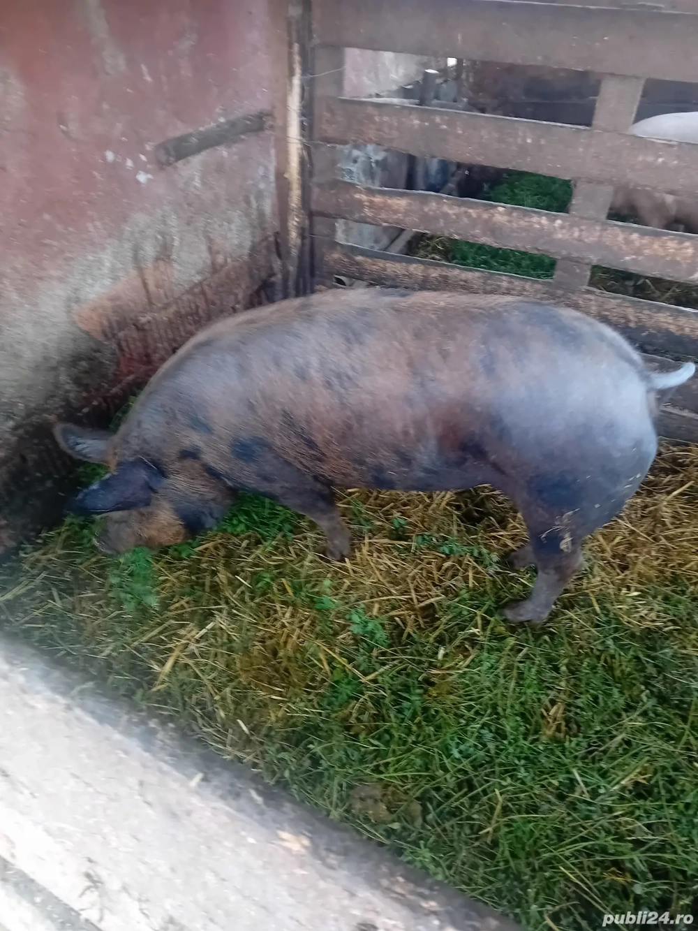 De Vânzare scrofa pentru sacrificat 