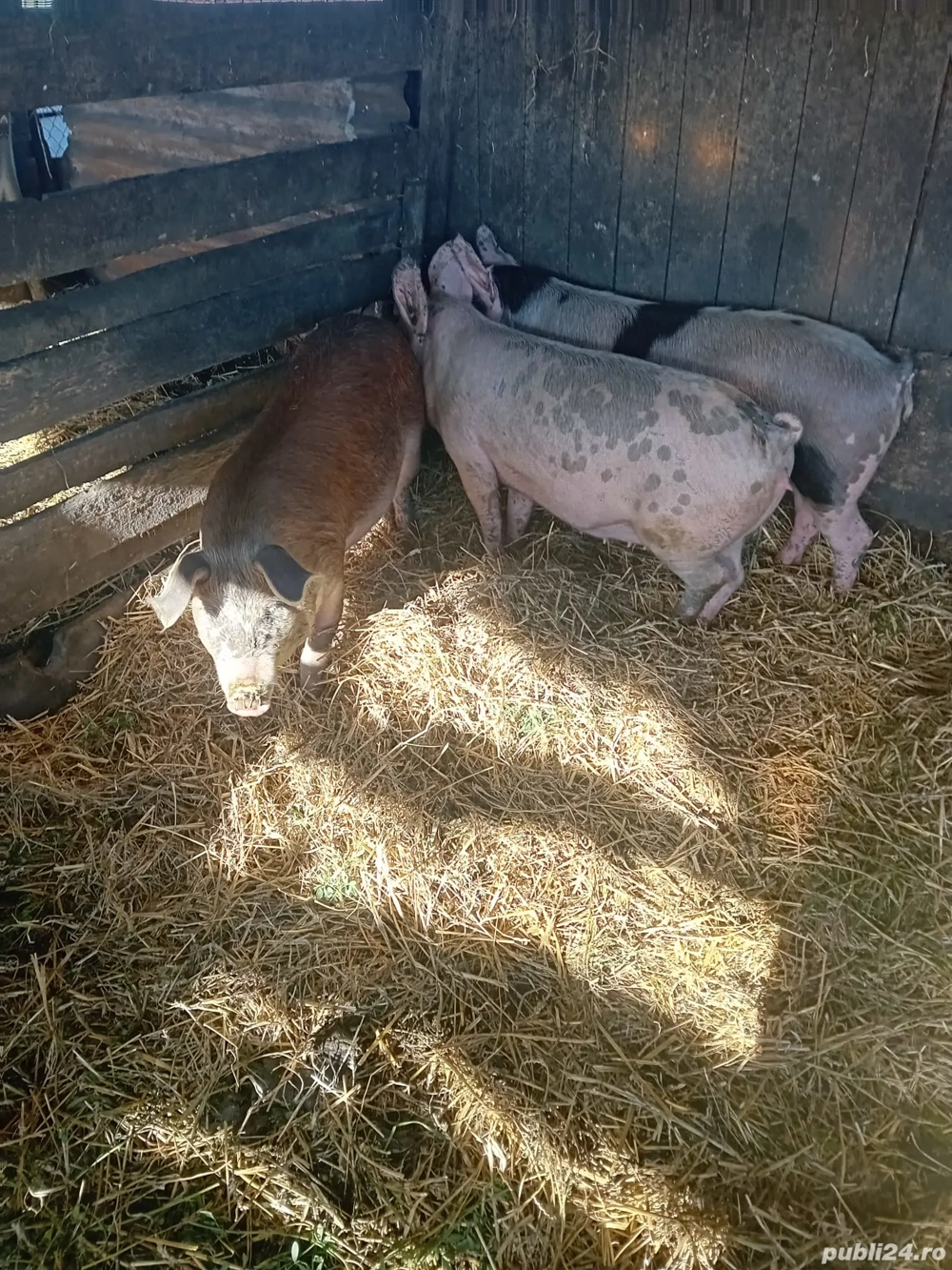 De Vânzare 3 bucăți 60 70 kg unul  De Vânzare 3 bucăți 60 70 kg unul