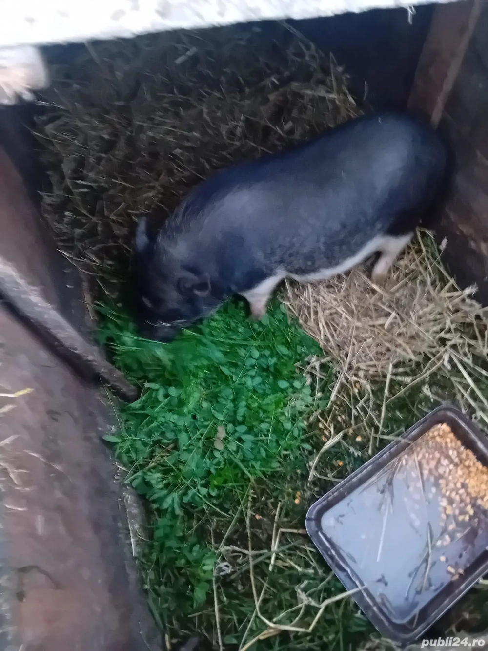 De Vânzare o purcică gestantă și on ver