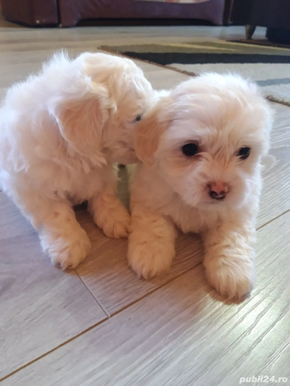 Căței Bichoni Maltez  Căței Bichoni Maltez