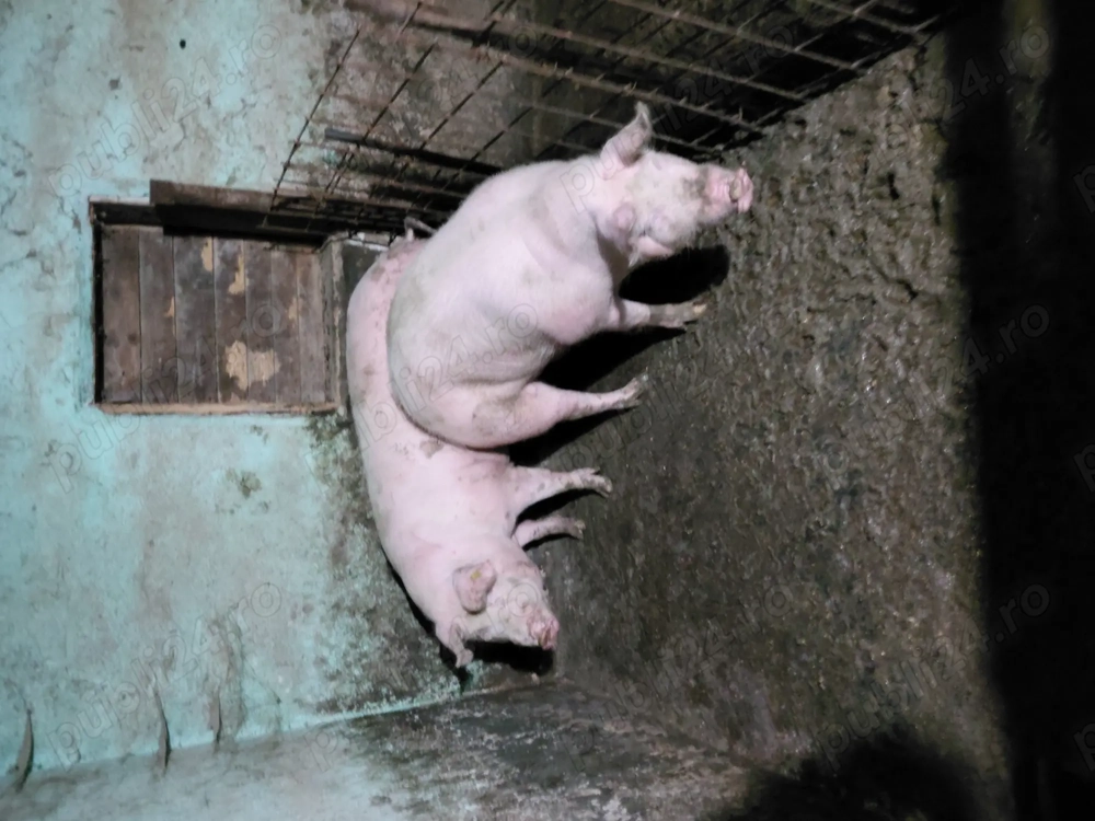 Porci pentru sacrificat