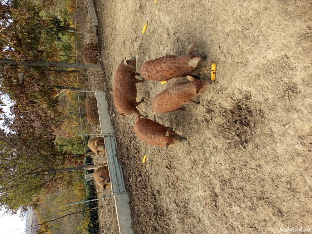 vand Scrofițe mangalița 