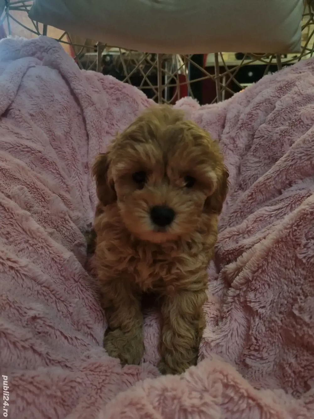 Baietel maltipoo  Baietel maltipoo