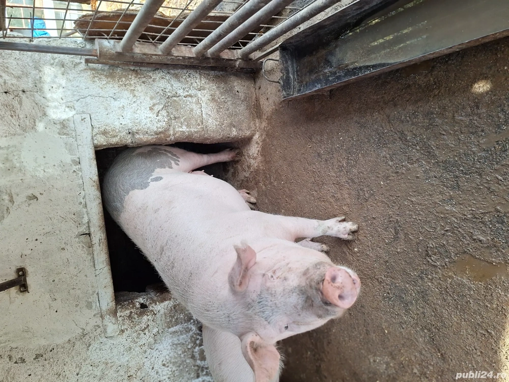 Porci de vanzare