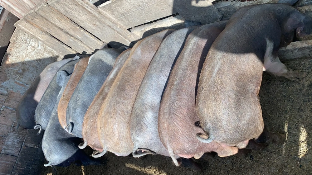 Vând godinasi mâncăcioși 