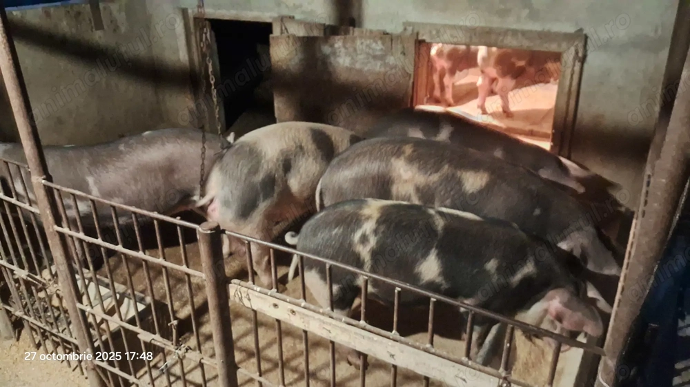Porci pentru sacrificat 
