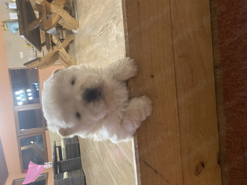 Chow Chow de Vanzare!