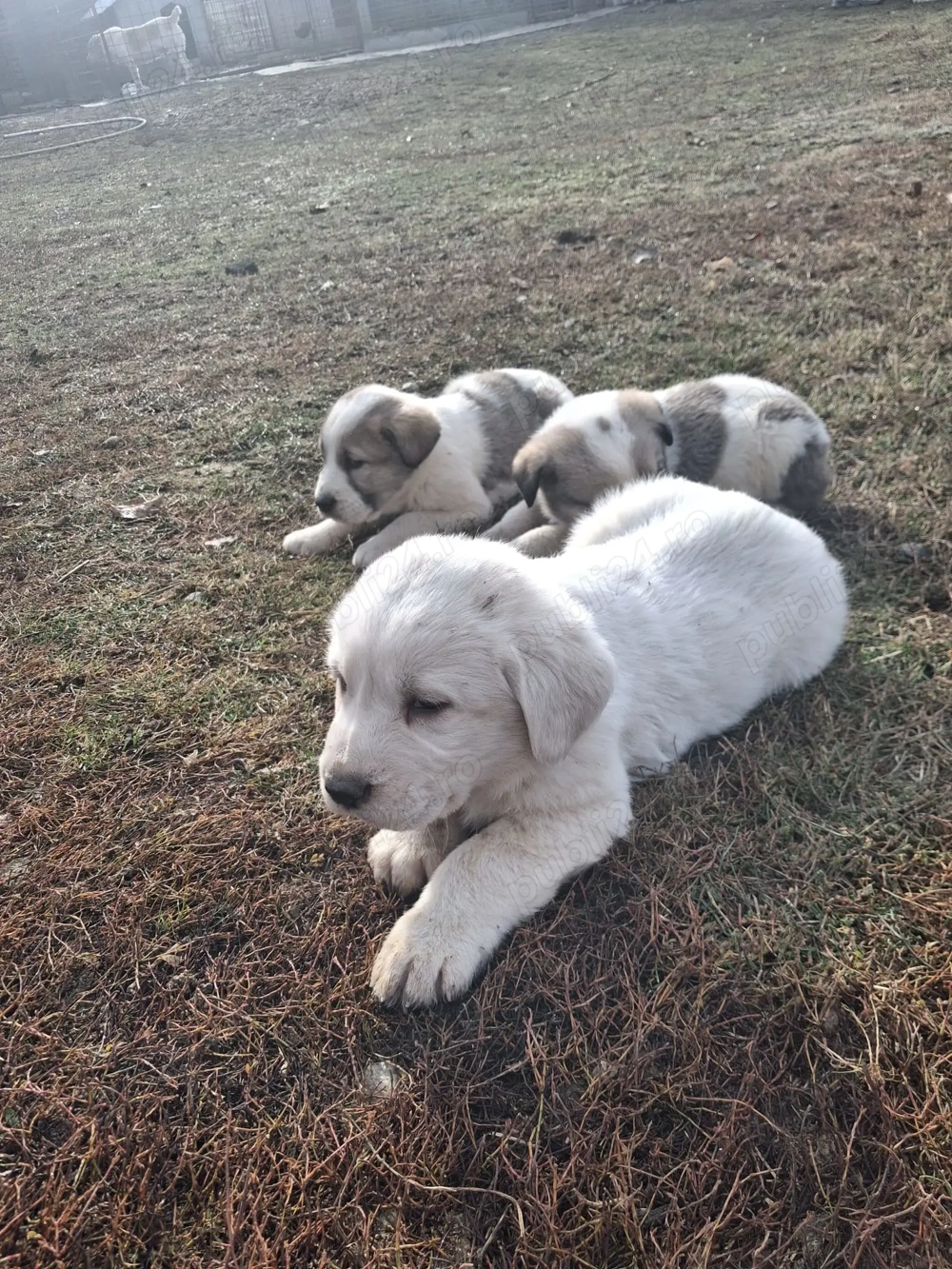 Vând căței de Asia Centrală 