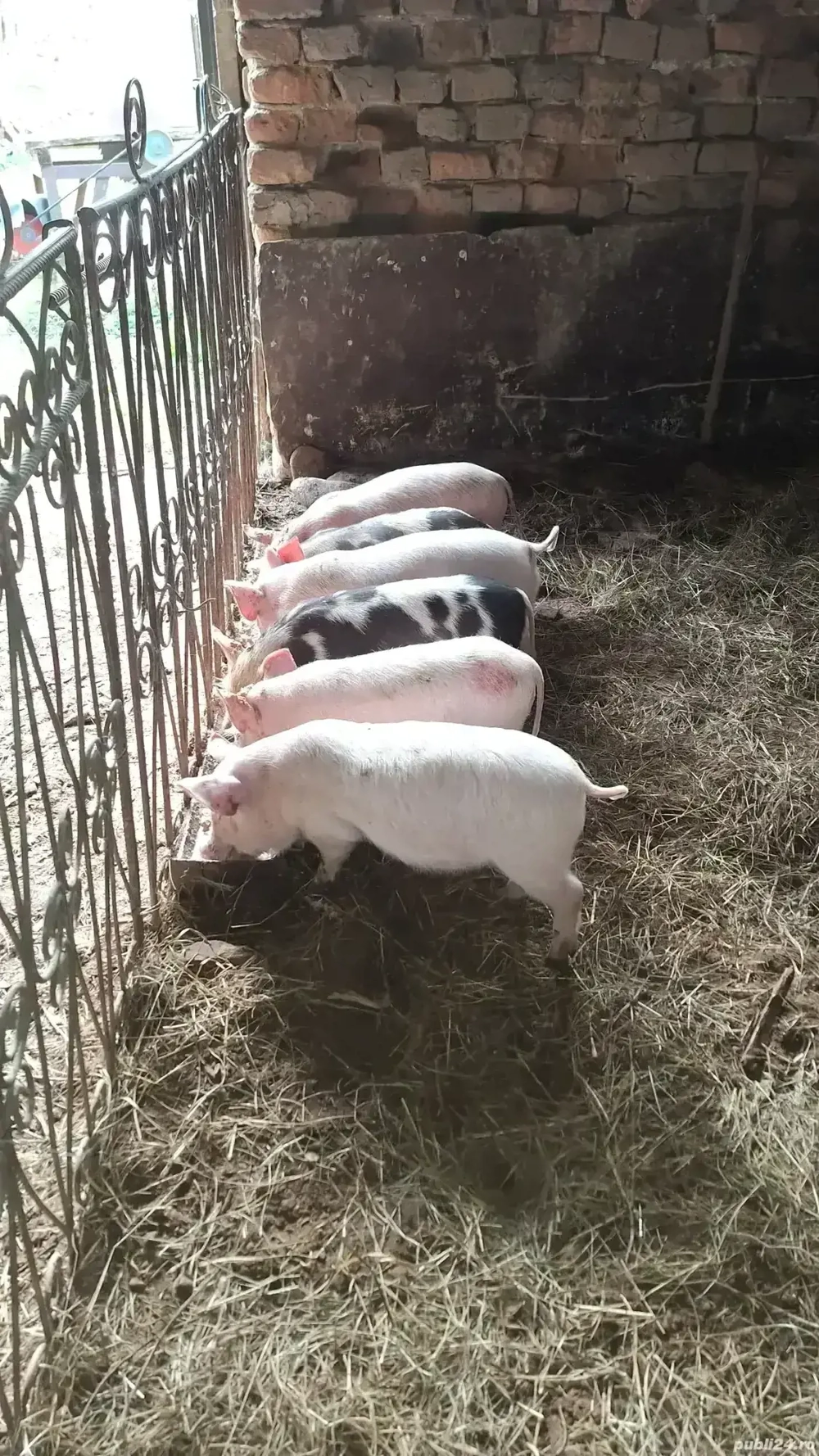 Vand purcei marele alb pietrain