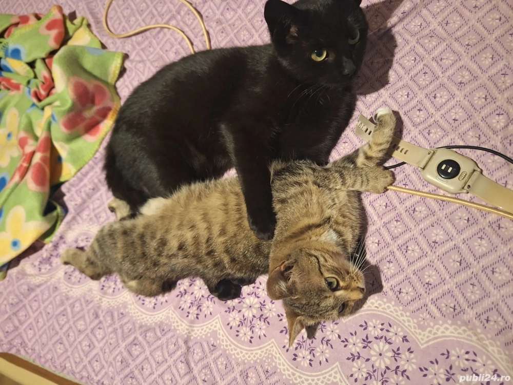 Preluare pisici cu acces in interior