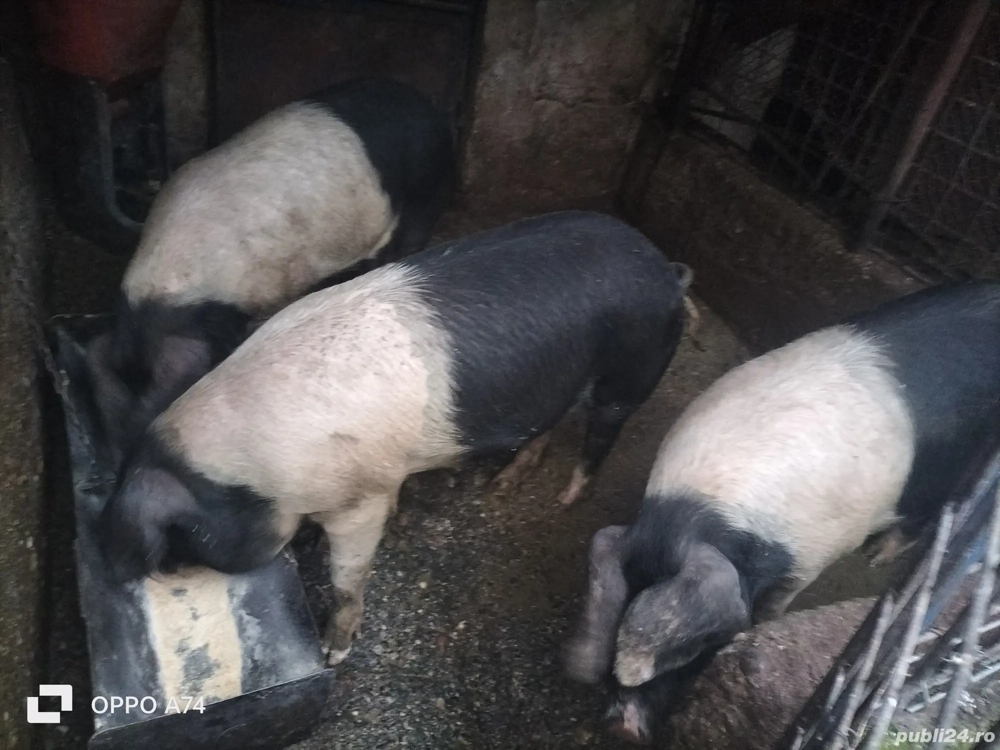 Matcă de Porci BAZNA
