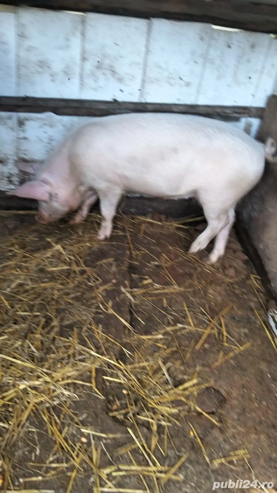 vand purcel  vand purcel