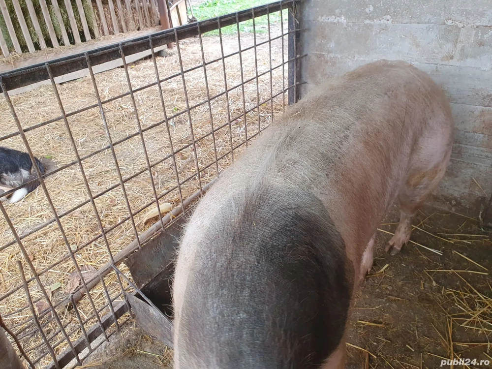 Scroafa (2 ani) - marele alb si PIC Scroafa (2 ani) - marele alb si PIC