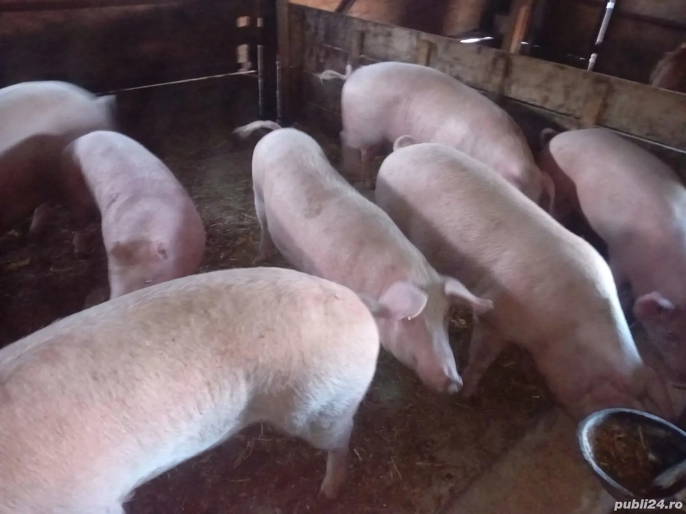 Vand  porci Marele Alb