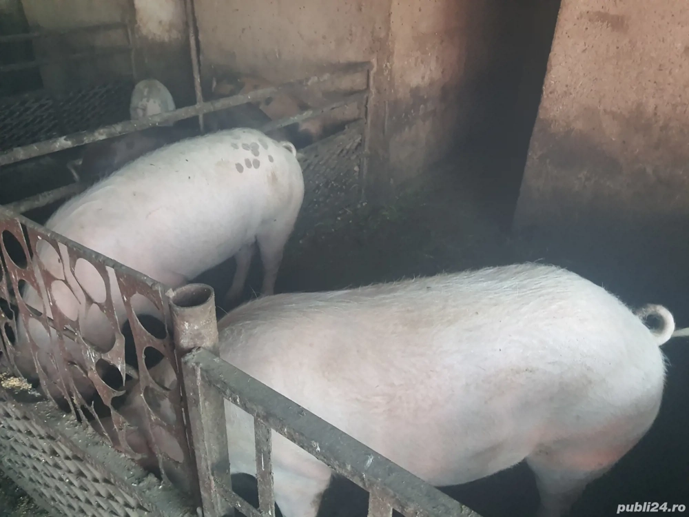 porci de carne  pentru taiat