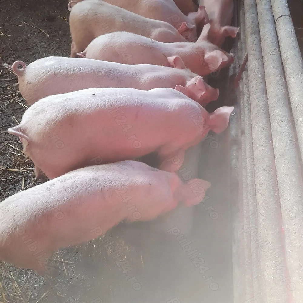 Purcei de vanzare  Purcei de vanzare