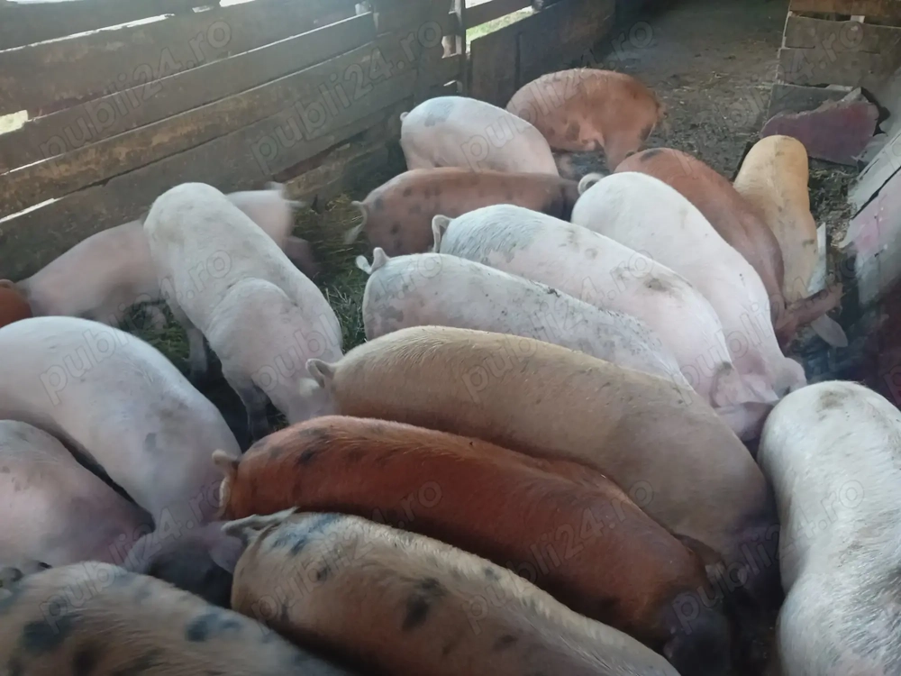 vând porci Marele Alb duroc și Pietrain vând porci Marele Alb duroc și Pietrain