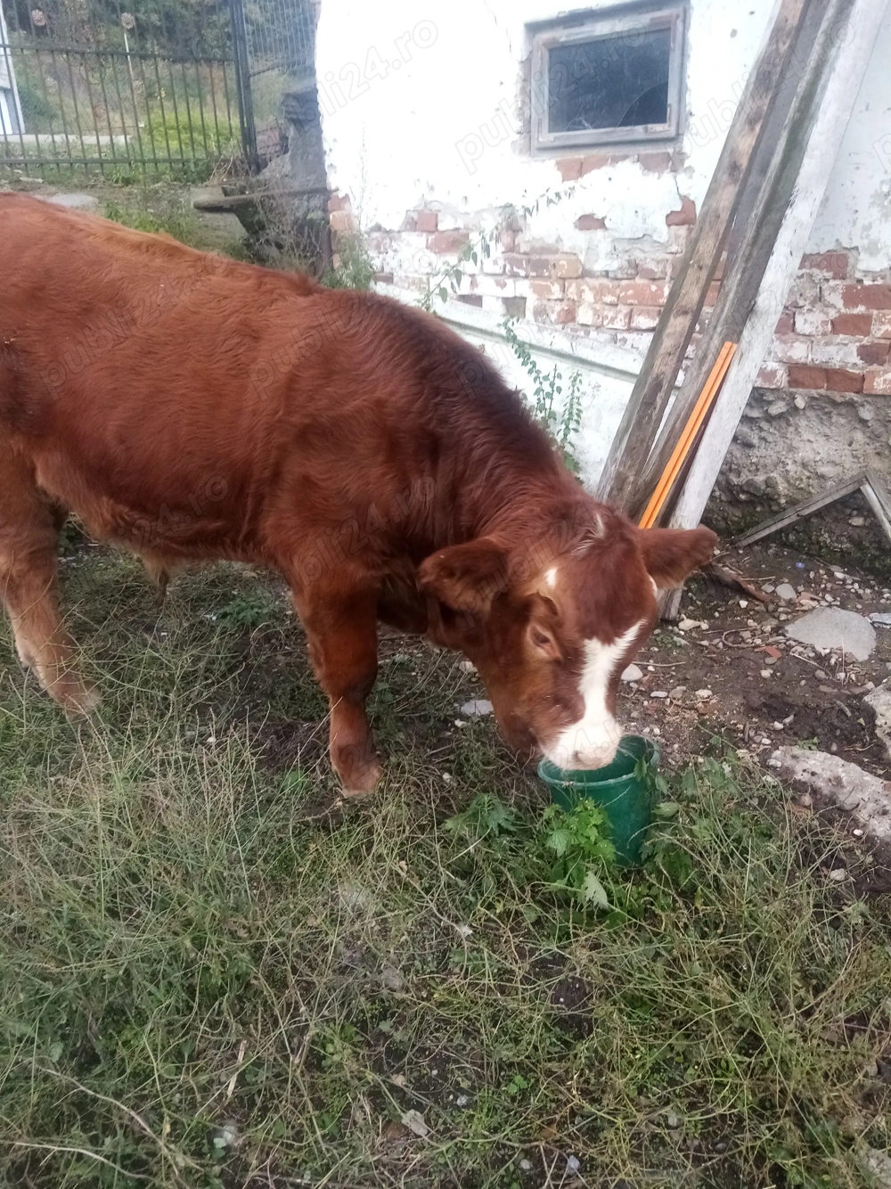 Vând vițel Angus roșu Vând vițel Angus roșu