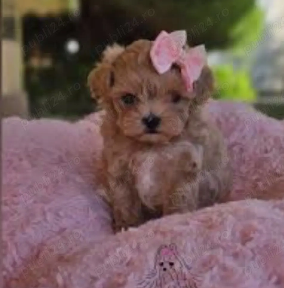 Maltipooi baietel si fetita superba
