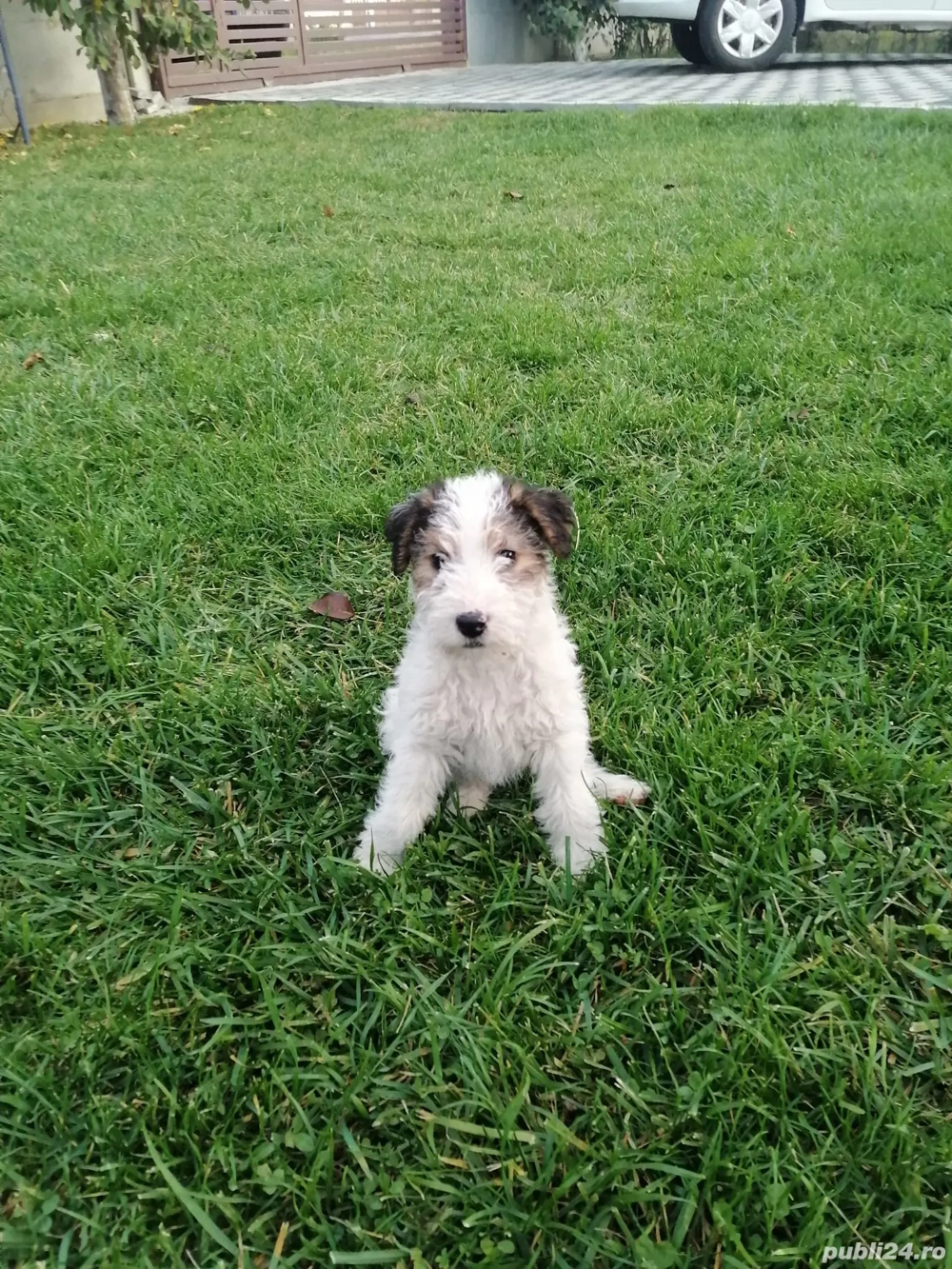 căței fox terrier 