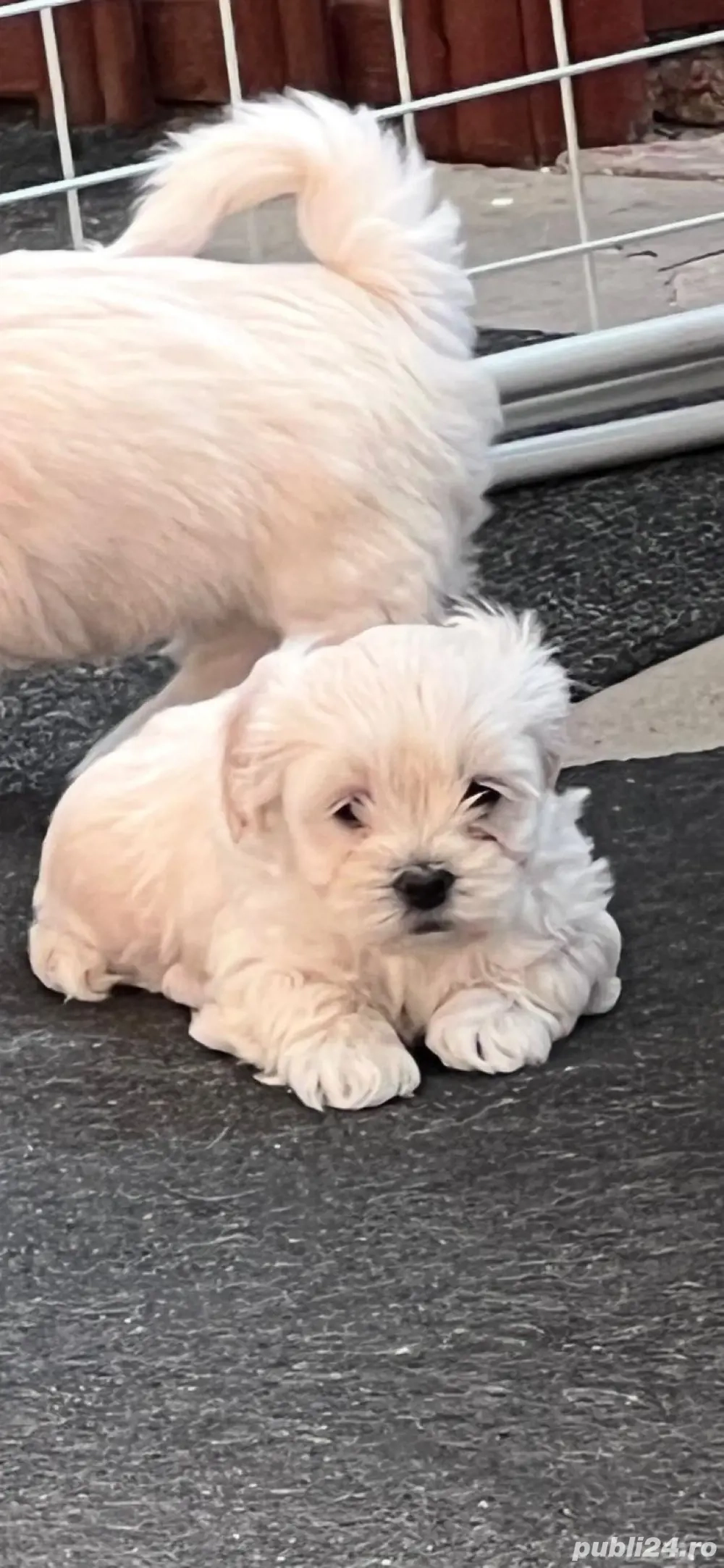 bichon talia mica isi cauta casuta 