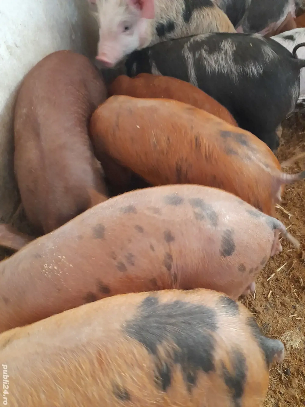 purcei petreni 220 lei purcei petreni 220 lei